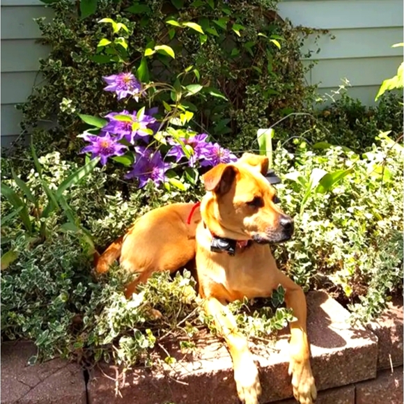 I love Offers! Meet your Ambassador Amy & Pup Millie - Picture 1 of 1